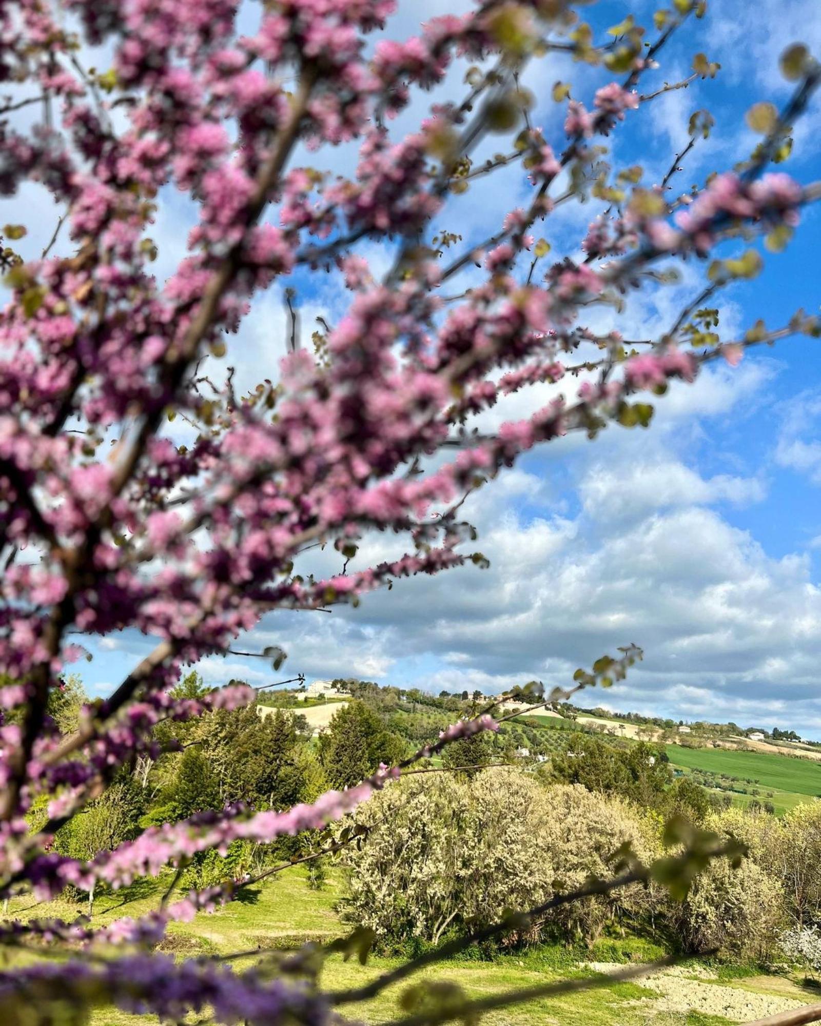 Agriturismo La Contea Senigallia Villa San Gaudenzio Kültér fotó